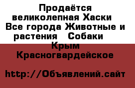 Продаётся великолепная Хаски - Все города Животные и растения » Собаки   . Крым,Красногвардейское